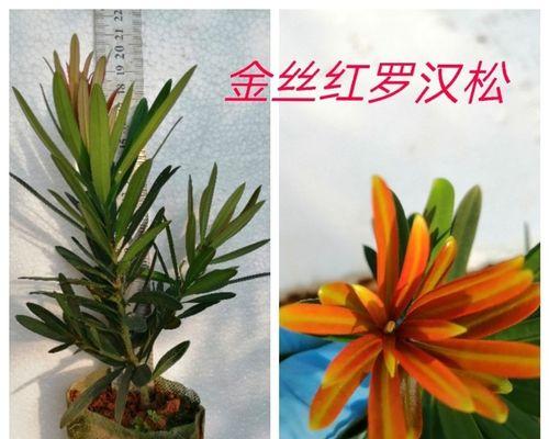 罗汉松扦插的最佳时机是什么时候？