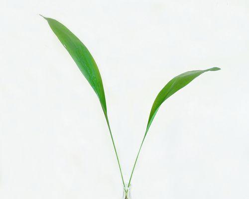 一叶兰发新芽的时间是什么时候？