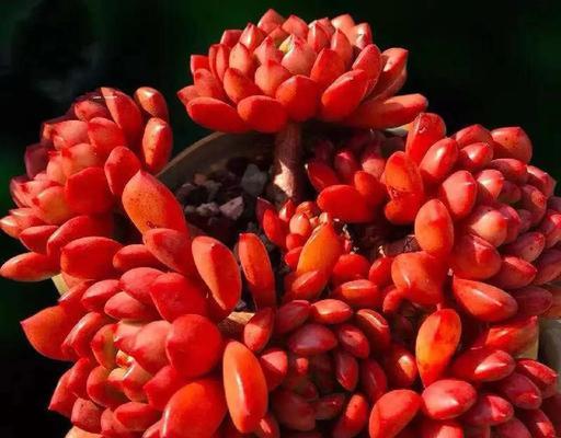 肉肉花的养护方法是什么？
