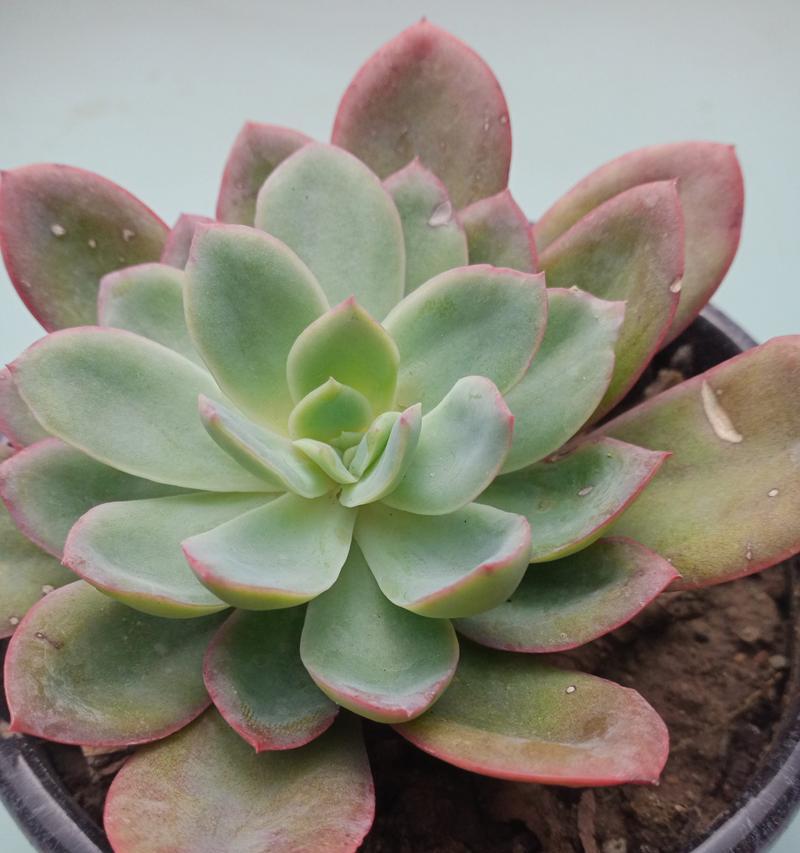 肉肉花的养护方法是什么？