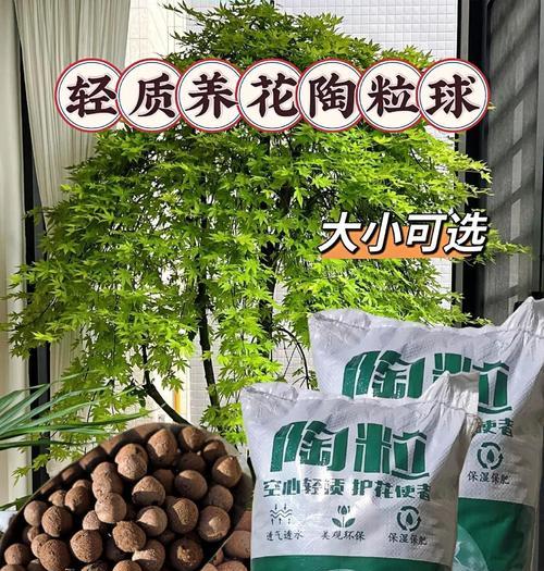 使用陶粒养白掌有哪些好处？如何正确使用陶粒？