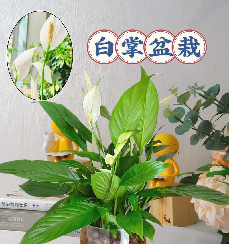 使用陶粒养白掌有哪些好处？如何正确使用陶粒？