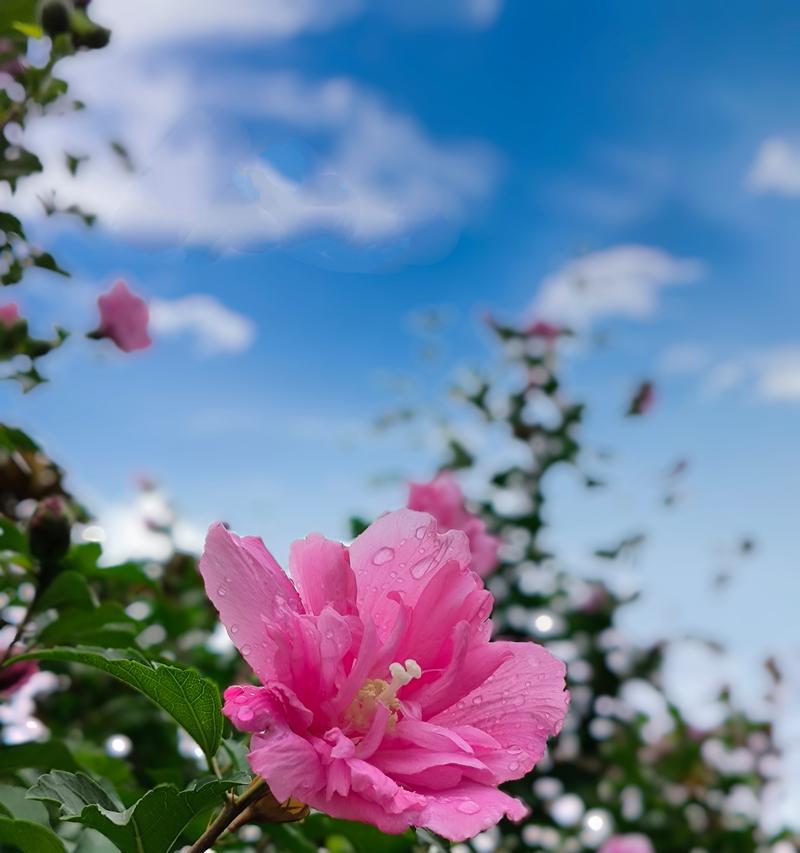 木槿花的种植方法是什么？如何确保其顺利生长开花？