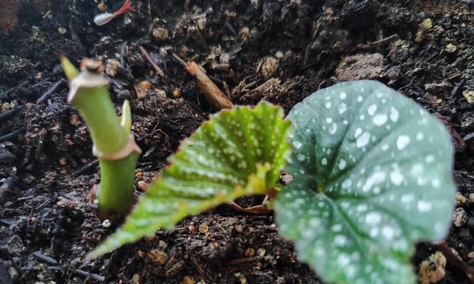 木槿花的种植方法是什么？如何确保其顺利生长开花？