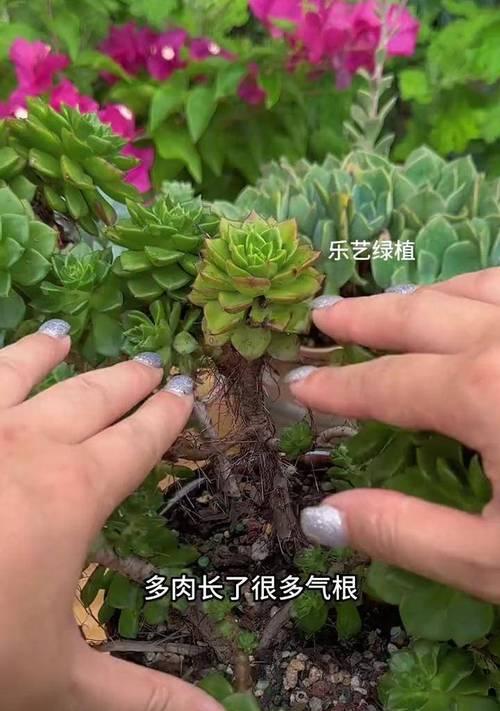 多肉烂根是什么原因造成的？如何预防和处理？