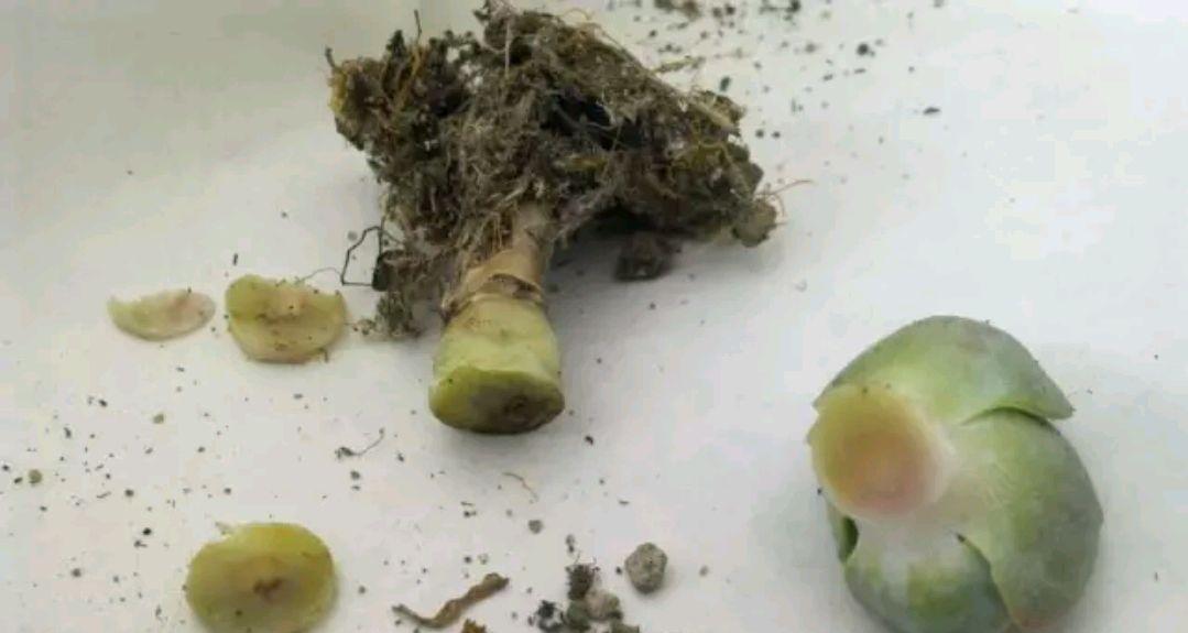 多肉烂根是什么原因造成的？如何预防和处理？