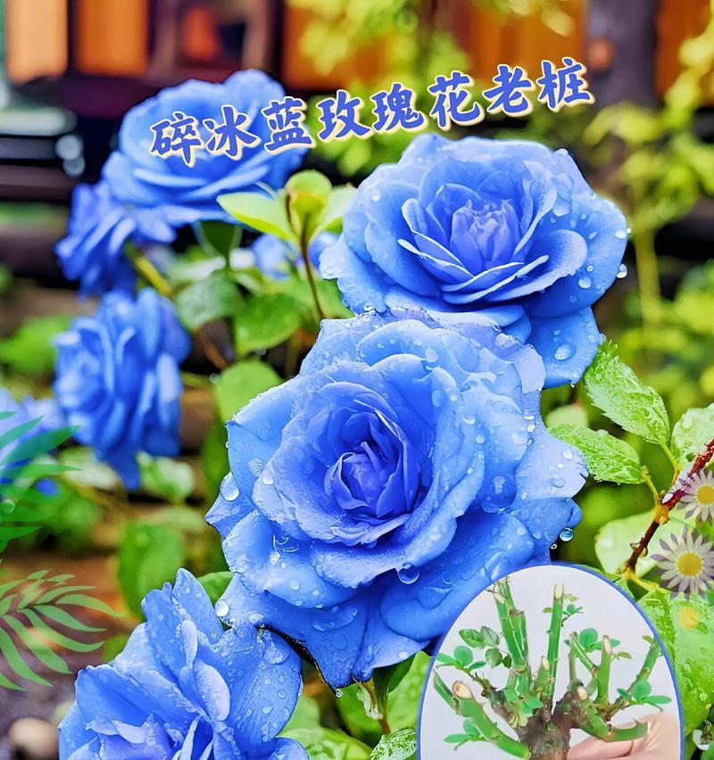 二乔玫瑰的花语有何特别之处？