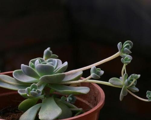 莲华古城的花语有何含义？它象征着什么？