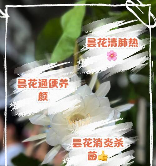粉昙花的花语寓意具体是什么？