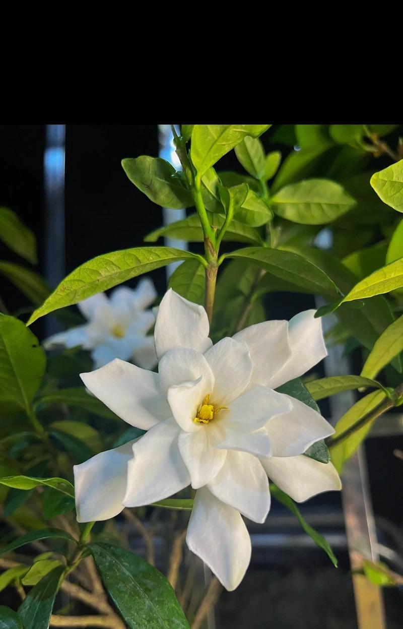 栀子花与玫瑰花各自代表什么含义？