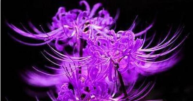 哪种花的花语是神秘而诡异的？它们有什么特别之处？