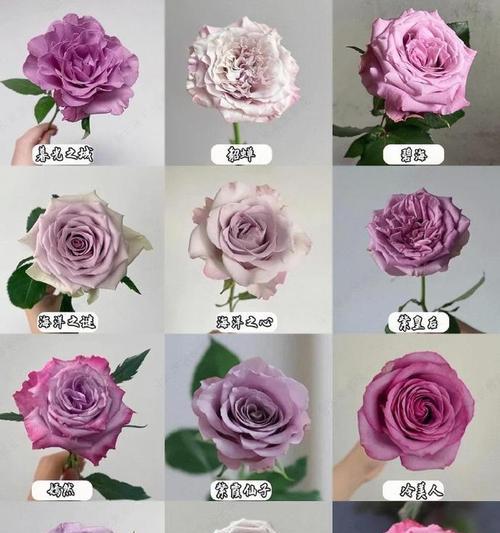 不同颜色玫瑰花的综合花语是什么？