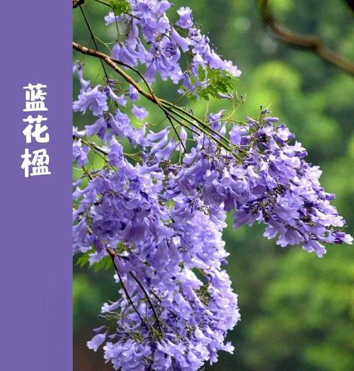 蓝盈花的花语是什么？如何表达情感？