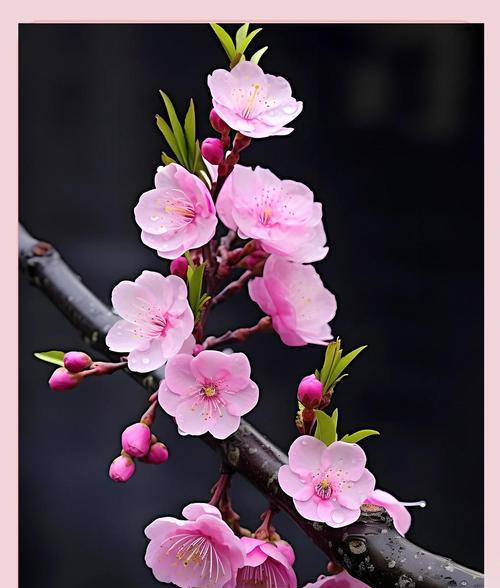 梅花花语是什么？梅花在中国文化中象征着哪些品质？