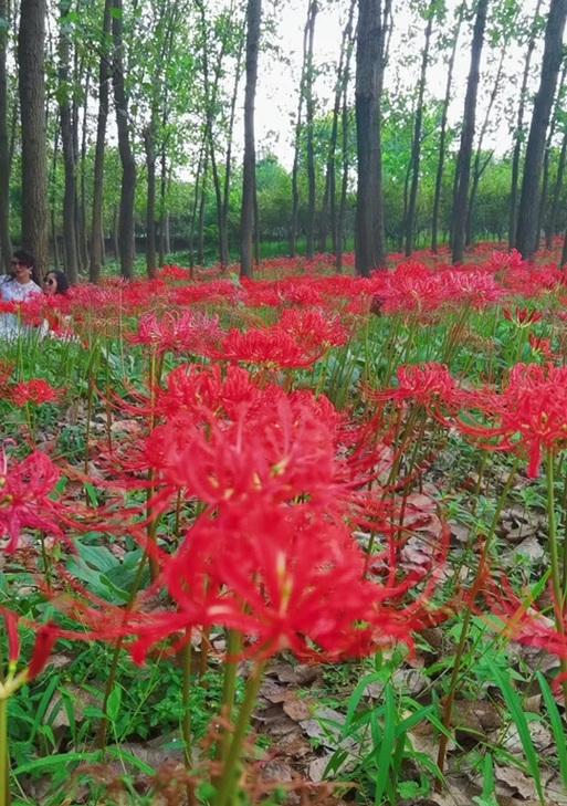 红色大椰子的花语代表什么含义？