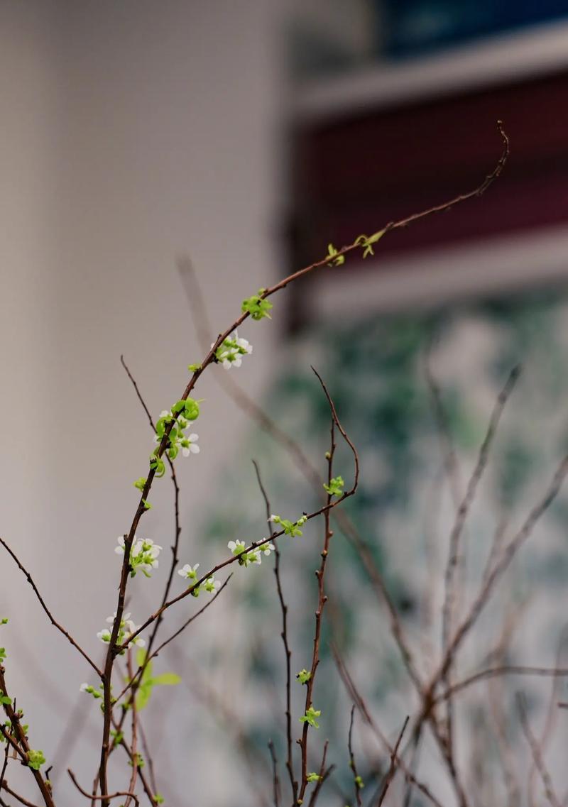 雪柳干枝枯木逢春花语是什么？雪柳花语的寓意是什么？