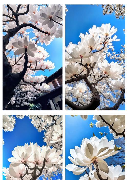 等待友情的花语有哪些？它们分别代表什么？