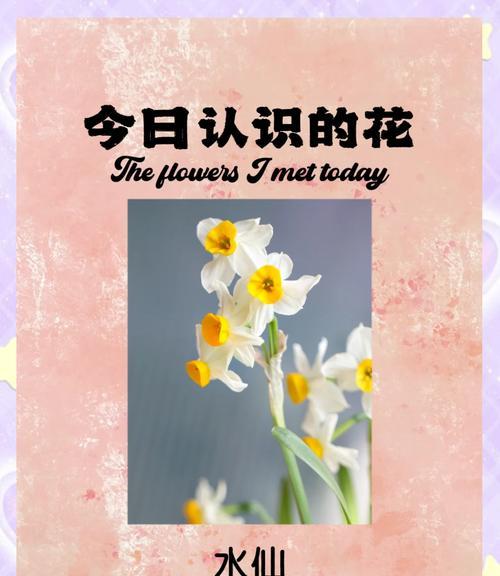 小蒜苗的花语有何特别含义？