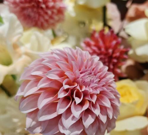 彩虹奶油的花语与寓意是什么？这种花代表了什么？