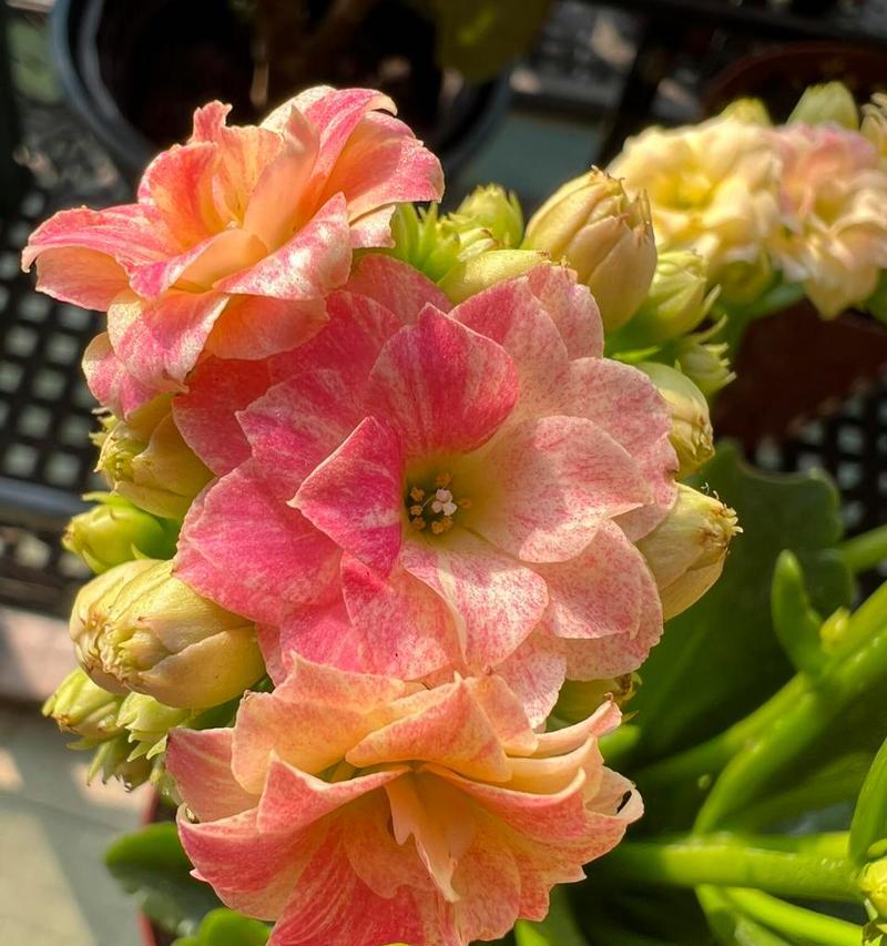 彩虹奶油的花语与寓意是什么？这种花代表了什么？