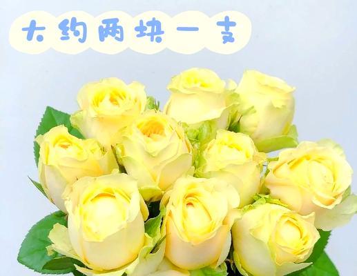 彩虹奶油的花语与寓意是什么？这种花代表了什么？