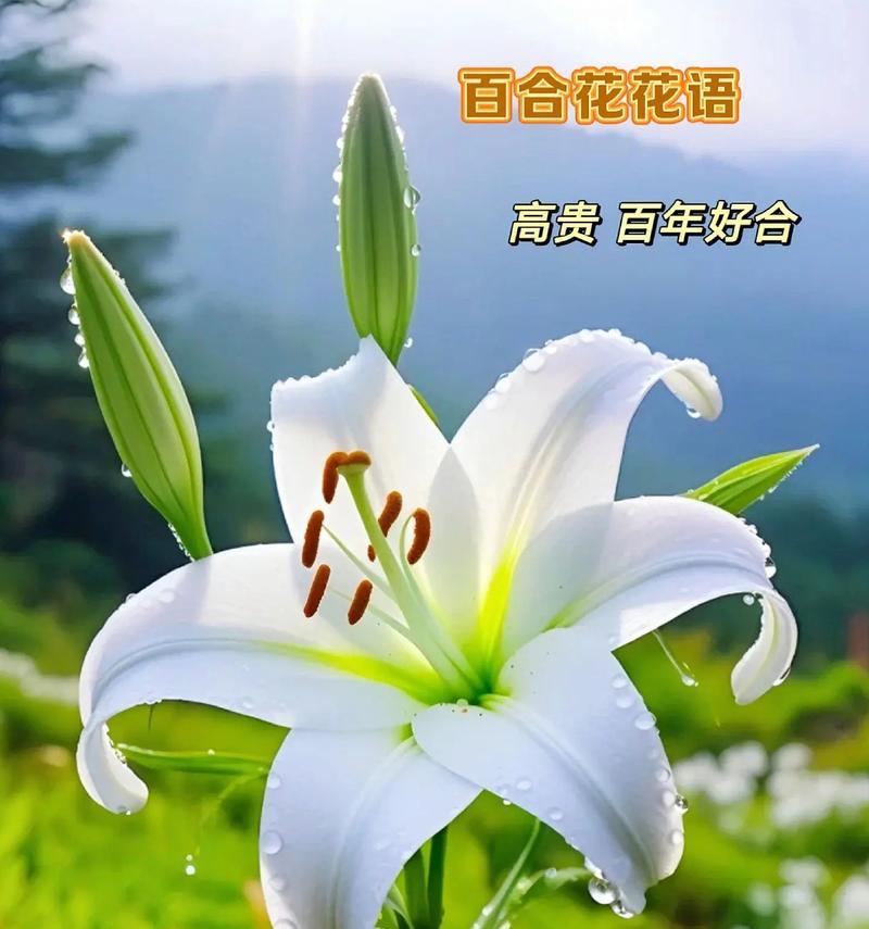 道具百合花的花语有哪些含义？