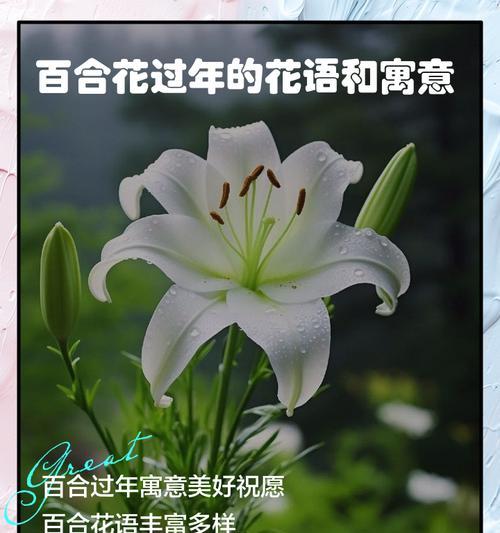 道具百合花的花语有哪些含义？