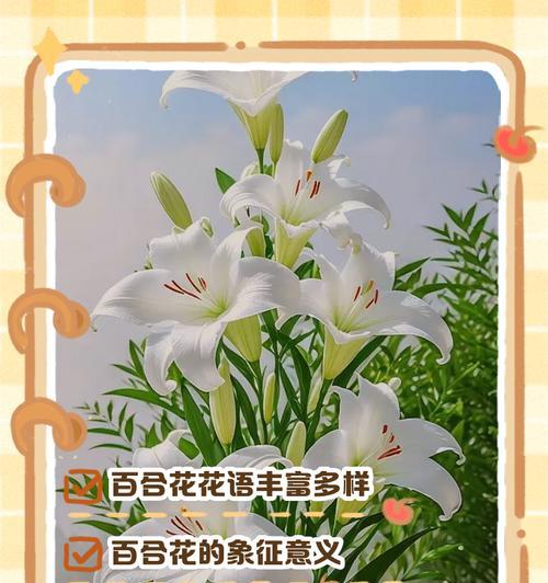 道具百合花的花语有哪些含义？