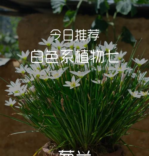 小百花花语是什么意思？小百花代表了什么？