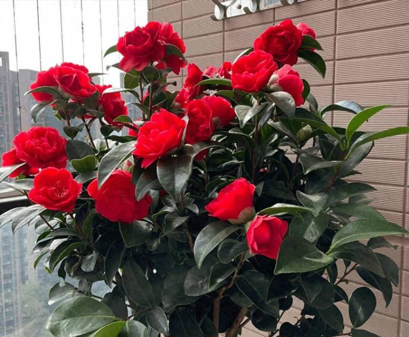 迷茶花的花语是什么意思？迷茶花象征着什么？