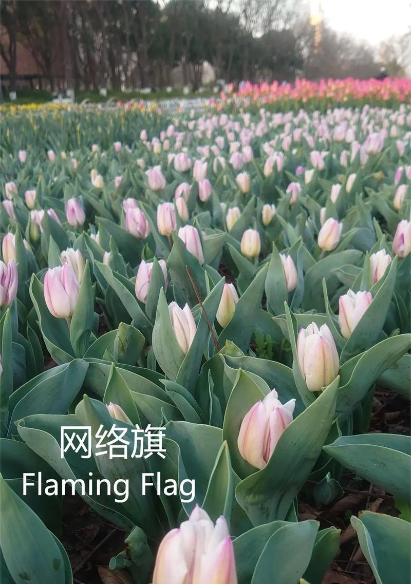 道具郁金花的花语是什么？郁金花在花语中代表什么？