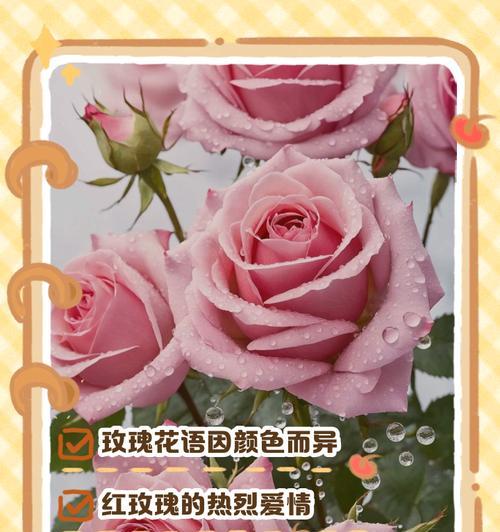 不同颜色玫瑰的花语有何区别？它们各自代表什么？