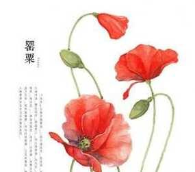 罂栗花的花语和寓意是什么？这种花语在文化中有何象征？