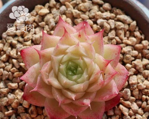 多肉麦秆的花语是什么？寓意有何独特之处？
