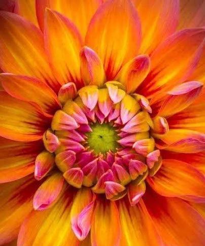 接风的花语代表什么？