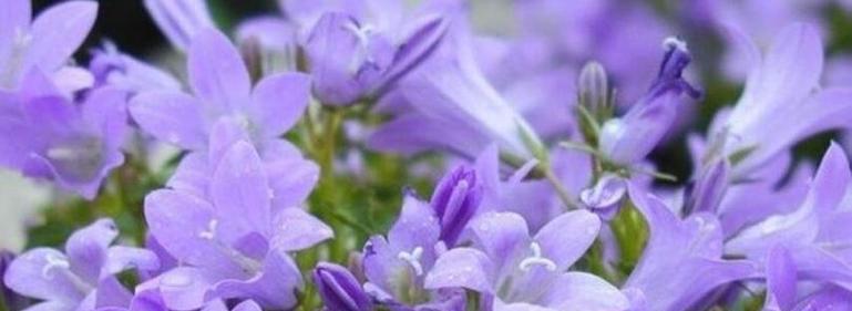 讨厌的花代表什么？花语中有哪些负面含义？