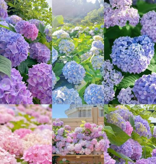 秀球花语寓意是什么？它象征着怎样的情感？
