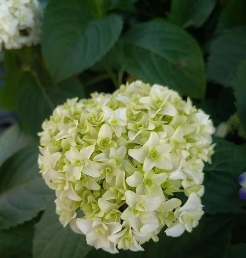 秀球花语寓意是什么？它象征着怎样的情感？