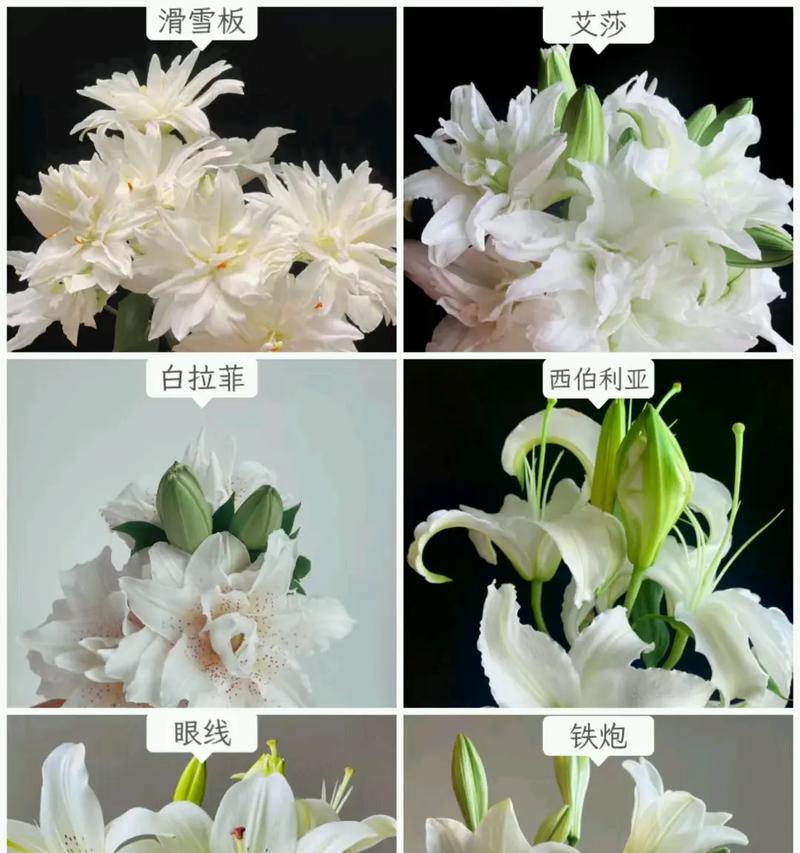 鲜花花语寓意什么意思？鲜花传递了哪些情感？