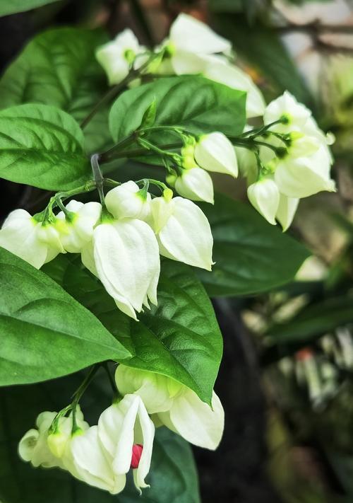 花语城楼体的样子有何特色？