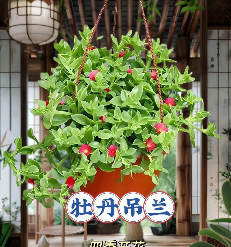 花语中的幻觉是什么？花语如何产生幻觉效果？