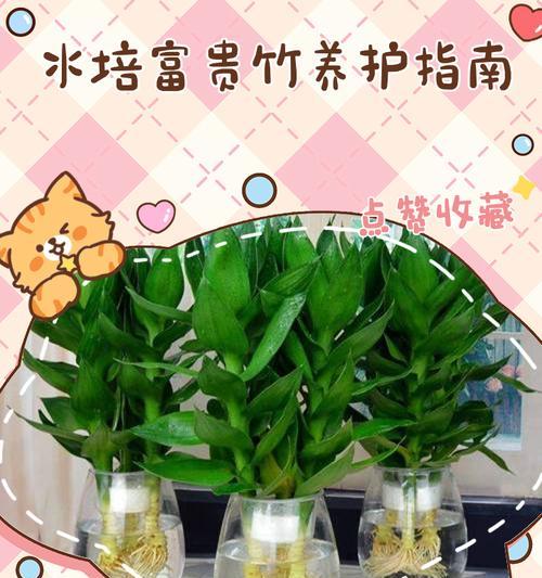 富贵竹养护指南？如何正确养护富贵竹？