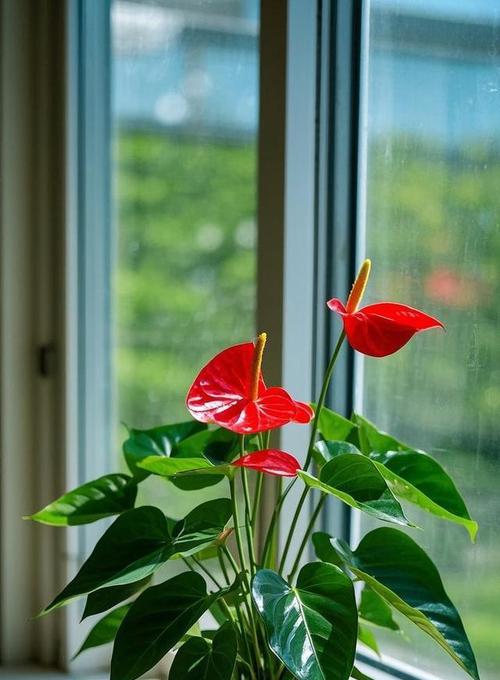 红掌盆栽花卉？红掌盆栽的养殖技巧有哪些？