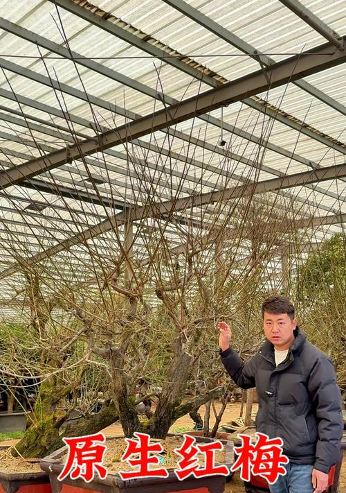 红梅盆景苗？红梅盆景苗的养护和管理技巧是什么？