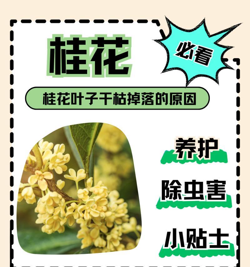 桂花树叶子干枯掉落了？原因和解决方法是什么？