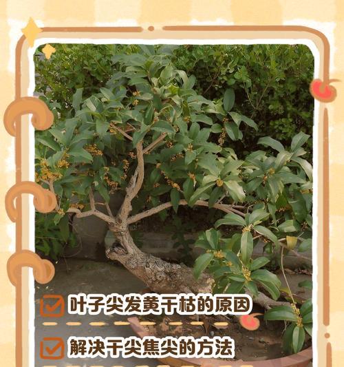 桂花树叶子干枯掉落了？原因和解决方法是什么？