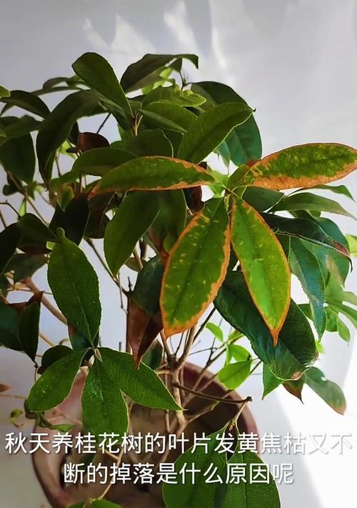 桂花树叶子干枯掉落了？原因和解决方法是什么？