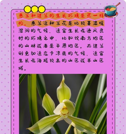 细叶惠兰花养殖方法和注意事项？细叶惠兰花的正确养殖方法是什么？
