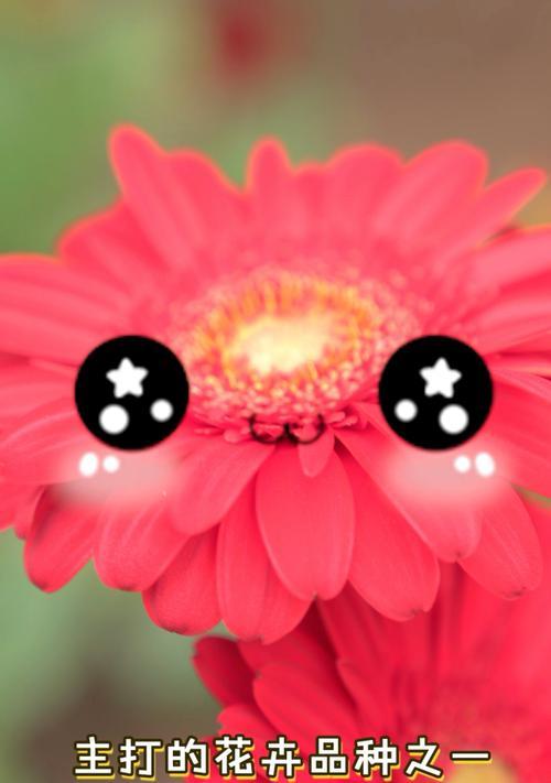 扶朗花养护技巧有哪些？如何延长花期？