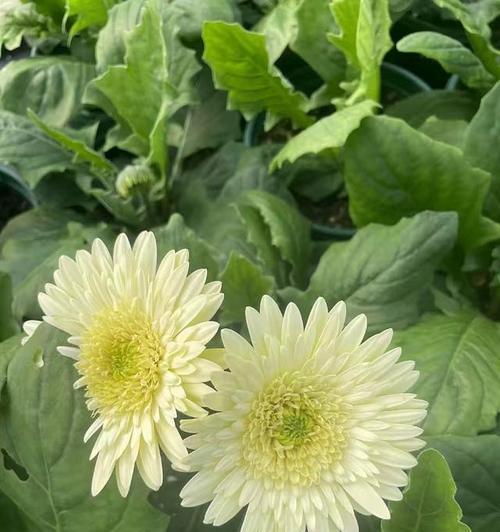 扶朗花养护技巧有哪些？如何延长花期？
